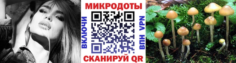 где можно купить   Сясьстрой  Галлюциногенные грибы Cubensis 